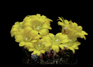 Картинка цветы кактусы цветок