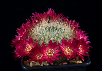 Картинка цветы кактусы цветок