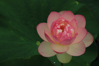 Картинка цветы лотосы лотос