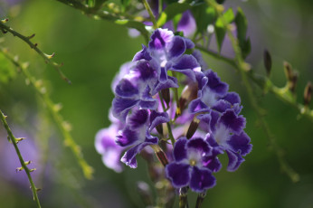 Картинка цветы дуранта