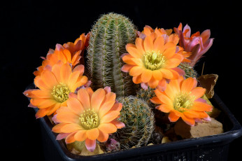 Картинка цветы кактусы цветок