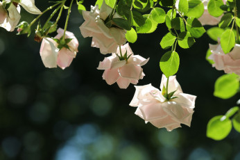 Картинка цветы розы