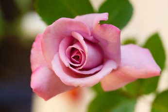 Картинка цветы розы роза