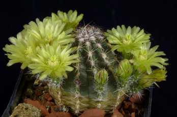 Картинка цветы кактусы цветок