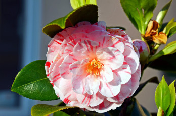 Картинка цветы камелии пестрый макро