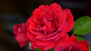 Картинка цветы розы роза