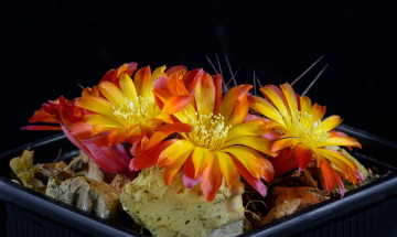 Картинка цветы кактусы цветок