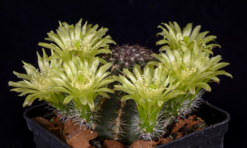 Картинка цветы кактусы цветок