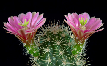 Картинка цветы кактусы цветок