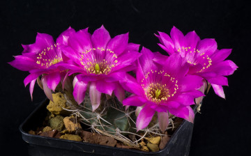 Картинка цветы кактусы цветок