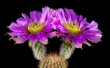 Картинка цветы кактусы цветок