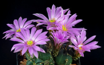 Картинка цветы кактусы цветок