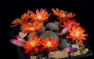 Картинка цветы кактусы цветок