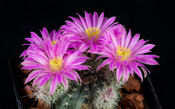 Картинка цветы кактусы цветок