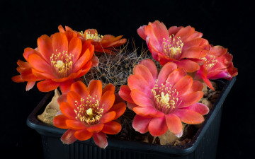 Картинка цветы кактусы цветок