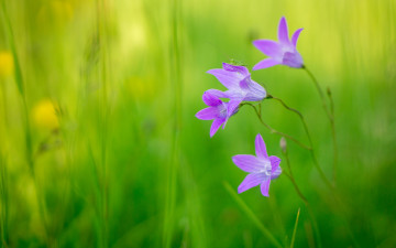 Картинка цветы колокольчики