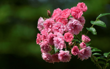 Картинка цветы розы