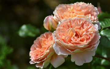 Картинка цветы розы