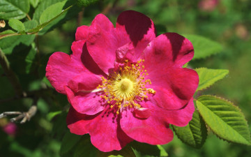 Картинка цветы шиповник