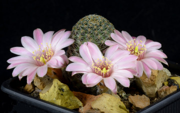 Картинка цветы кактусы цветок