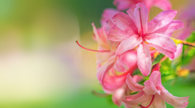 Обои картинки фото цветы, рододендроны , азалии, азалия