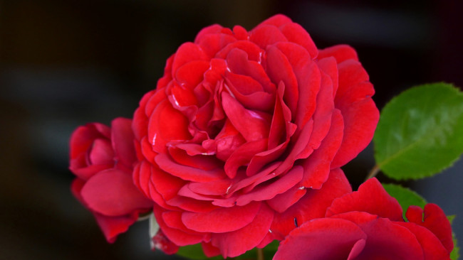 Обои картинки фото цветы, розы, роза