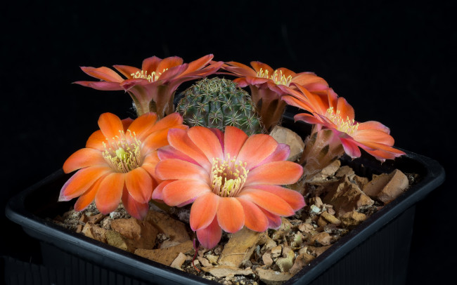 Обои картинки фото цветы, кактусы, цветок