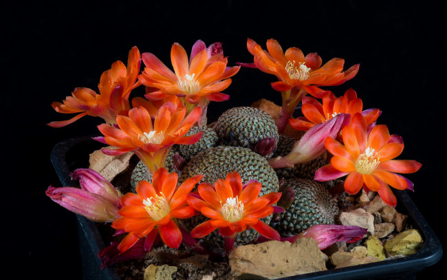 Обои картинки фото цветы, кактусы, цветок