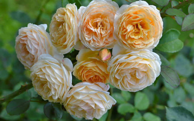 Обои картинки фото цветы, розы