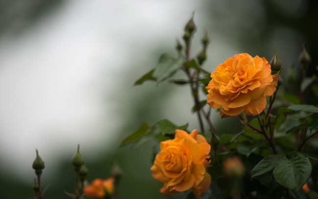 Обои картинки фото цветы, розы