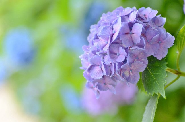 Обои картинки фото цветы, гортензия