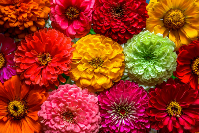 Обои картинки фото цветы, цинния, разноцветные, много, макро