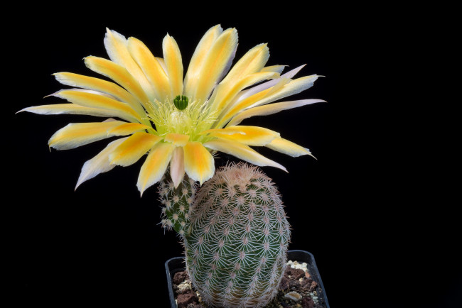 Обои картинки фото цветы, кактусы, цветок