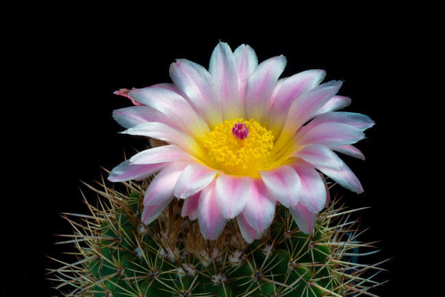 Обои картинки фото цветы, кактусы, цветок