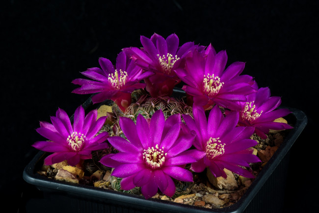 Обои картинки фото цветы, кактусы, цветок