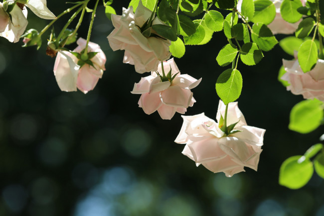 Обои картинки фото цветы, розы