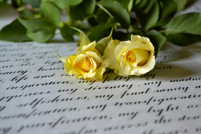 Обои картинки фото цветы, розы