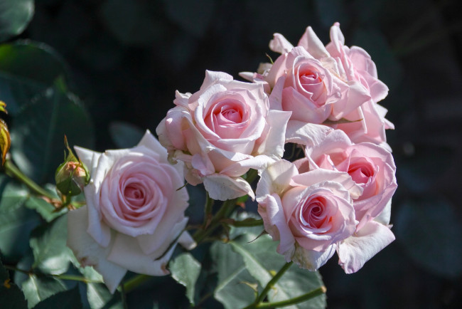 Обои картинки фото цветы, розы