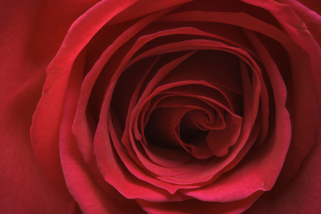 Обои картинки фото цветы, розы