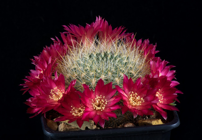 Обои картинки фото цветы, кактусы, цветок