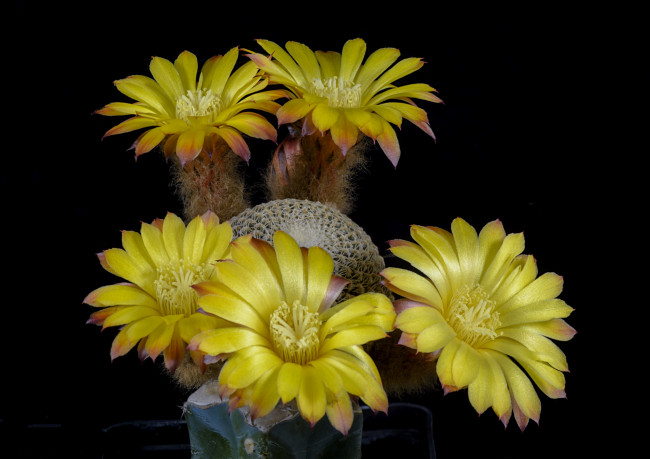 Обои картинки фото цветы, кактусы, цветок