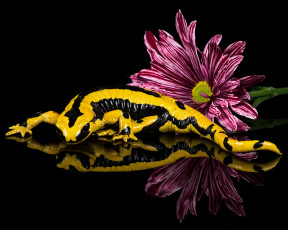 Картинка животные Ящерицы +игуаны +вараны ящерка