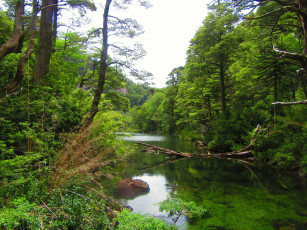 Картинка природа реки озера река лес