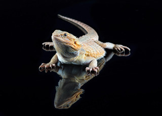 Картинка животные Ящерицы +игуаны +вараны ящерка