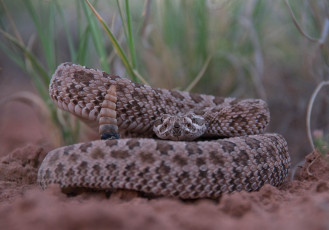 Картинка животные змеи +питоны +кобры змейка