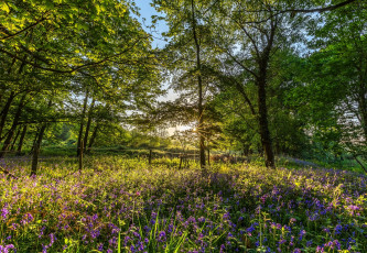 Картинка англия природа парк цветы