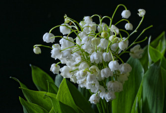 Картинка цветы ландыши черный фон
