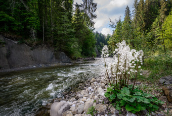 Картинка природа реки озера река лес