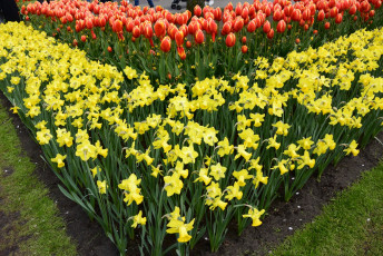 Картинка цветы разные+вместе разноцветные