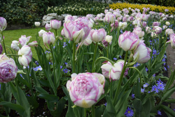 Картинка цветы разные+вместе разноцветные